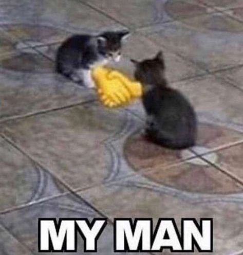 Коты здороваются