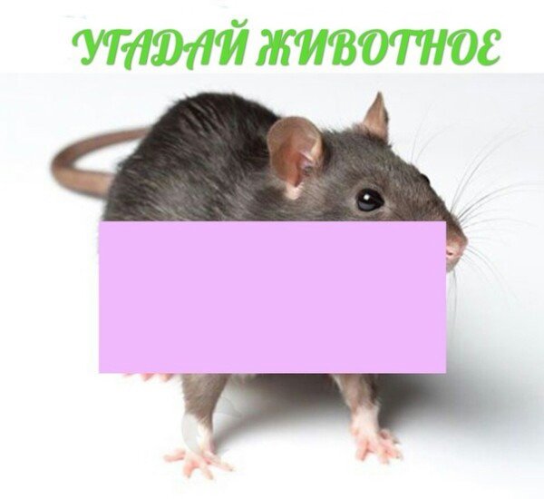 Угадай животное Мем