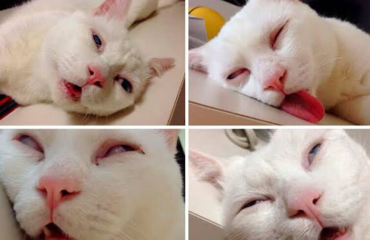 Создать Мем разговор котов