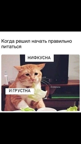 Кот нифкусна