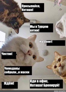 Мемы с котами