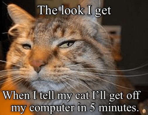 Подозрительный кот