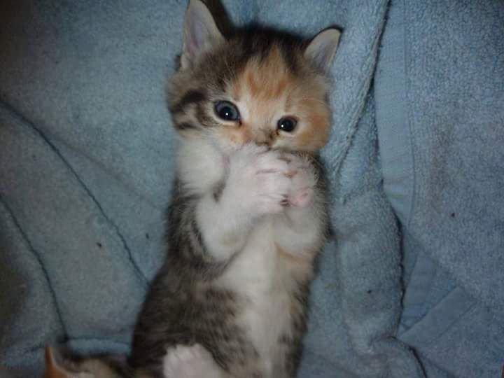 Котенок с закрытыми глазами