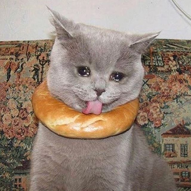 Вкусная кошка