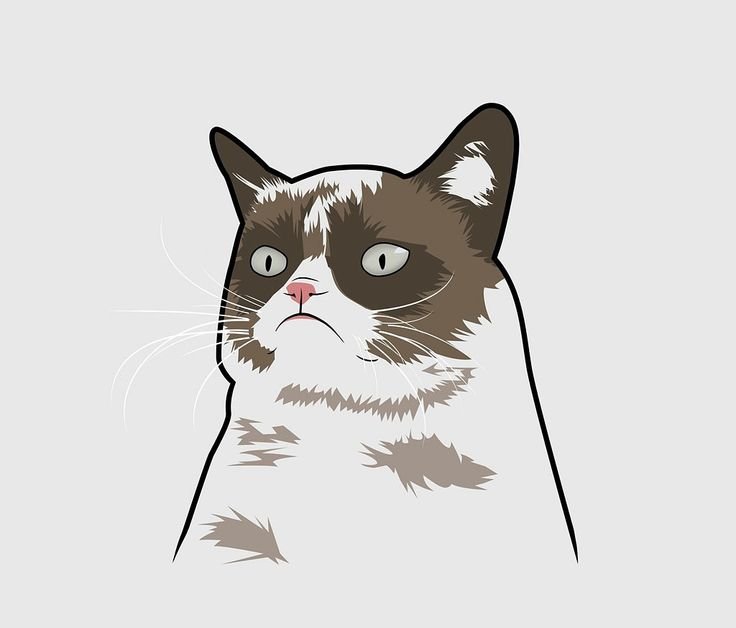 Мемы с котами на белом фоне