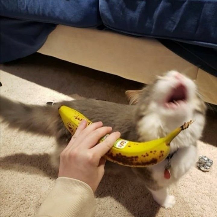 Смешной кот в банане