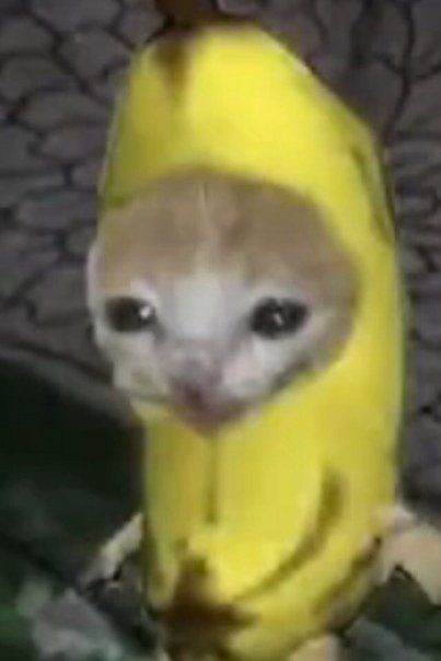 Плачущий кот банан
