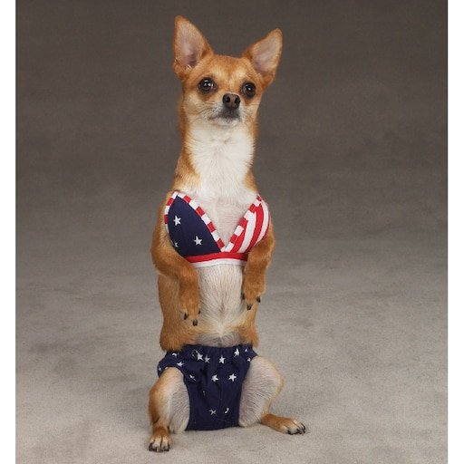 Собака в купальнике