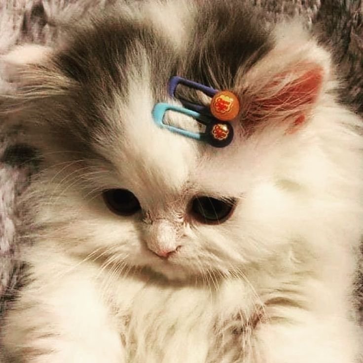 Лапка кота заколка