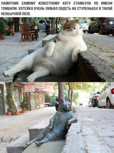 Памятник коту в Стамбуле