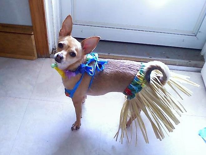 Чихуахуа в купальнике