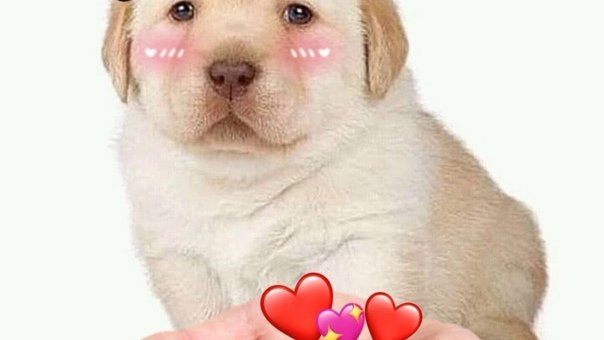 Собаки с сердечками