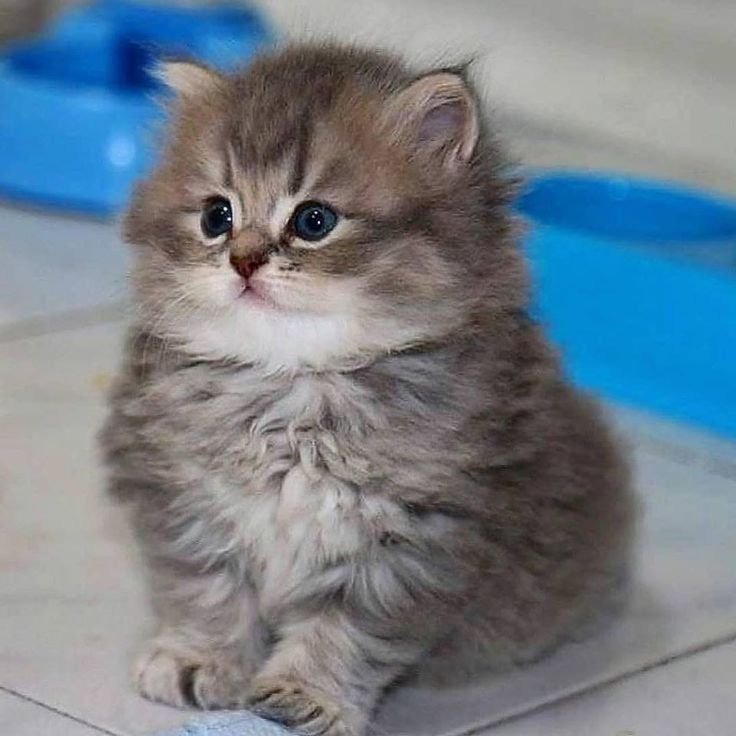 Пухлый котенок