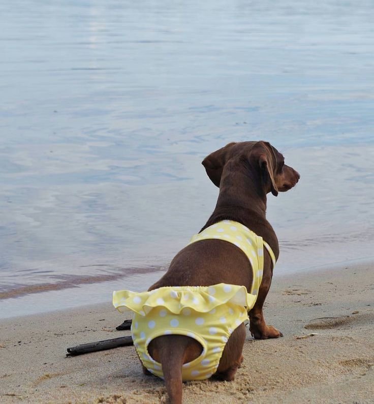 Собака в купальнике