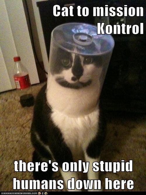 Кот с ведром на голове