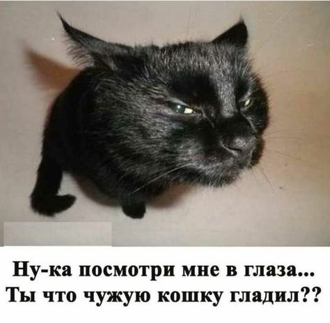 Кот подозревает