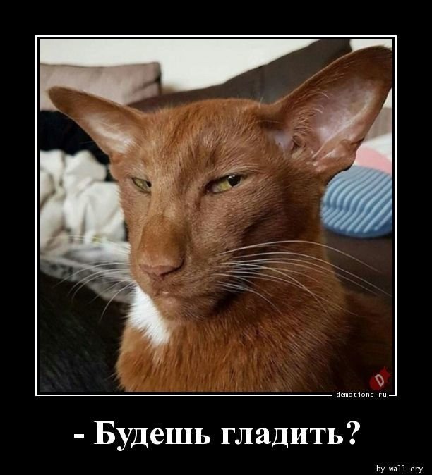 Кот подозревака