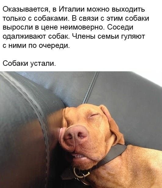 Собачьи шутки