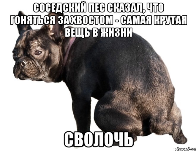 Это неописуемо сказала собака