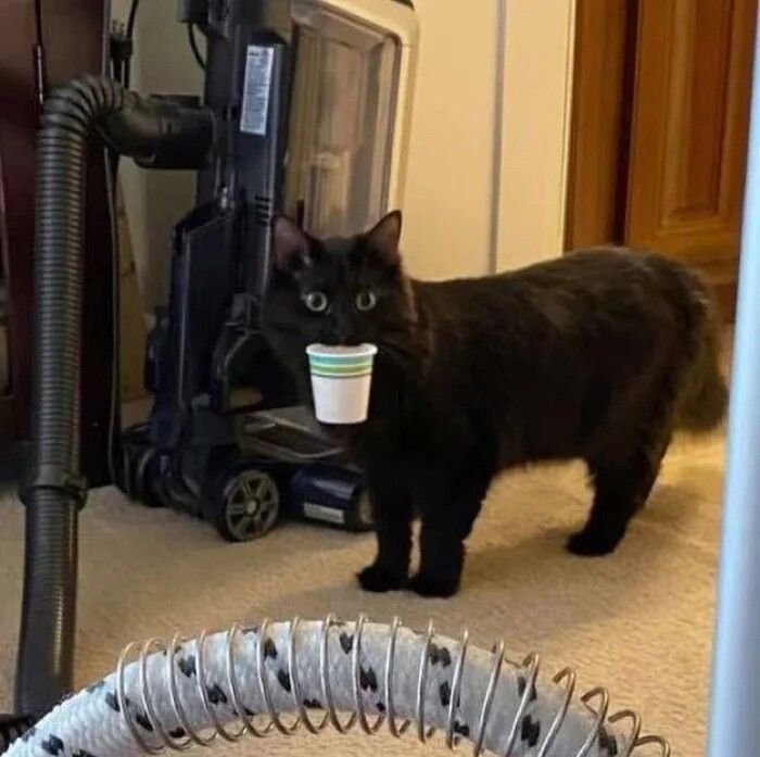 Мемы с черными котами