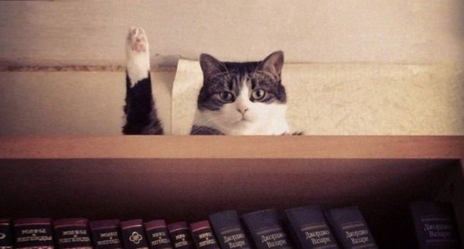 Кот приветствует