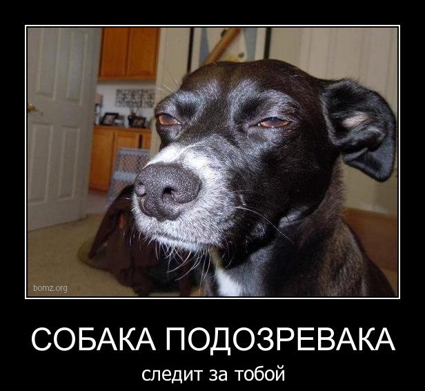 Собака улыбака подозревака