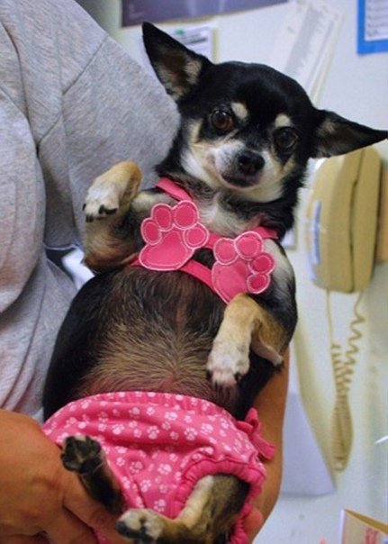 Собака в белье