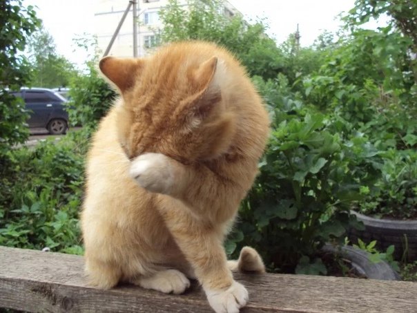 Кот смущается