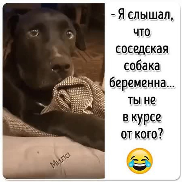 Собака соседей лает Мем