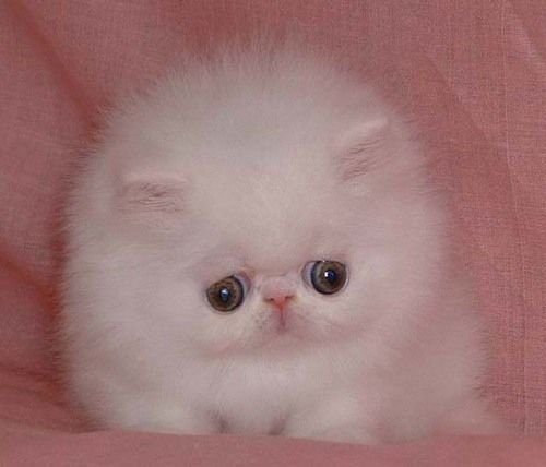 Мем котик я зло