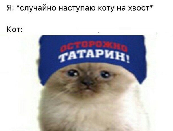 Кот осторожно татарин