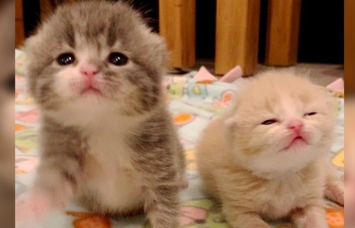 Пушистые котята