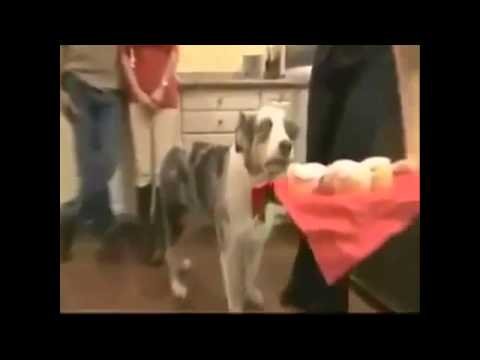 Вьетнамские флешбеки с псом