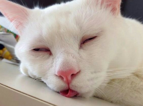 Уставший котик