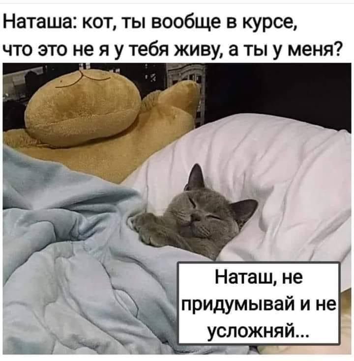 Кот спит Мем
