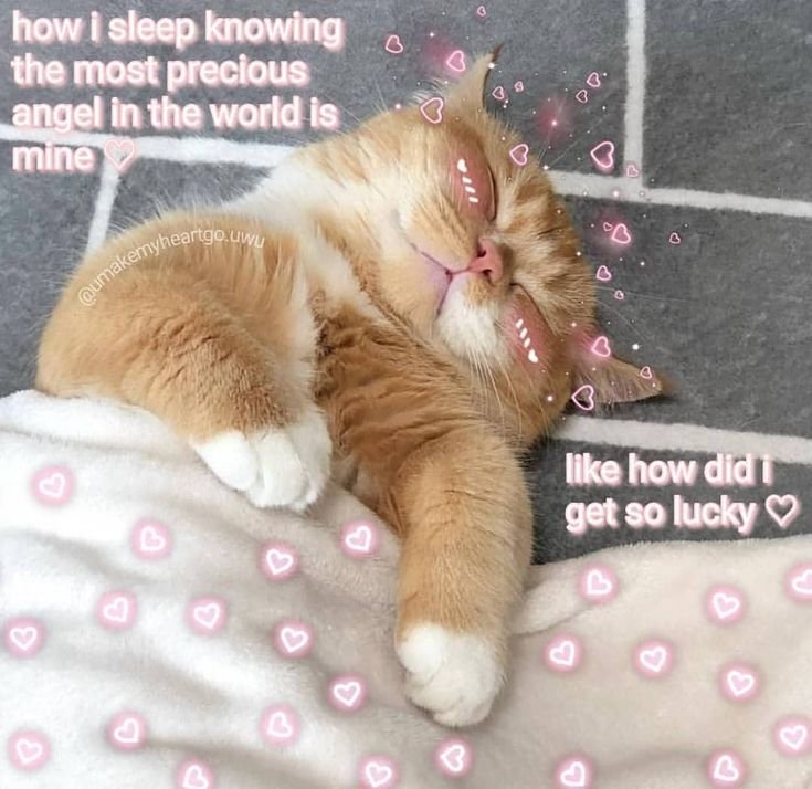 Сонный рыжий котенок