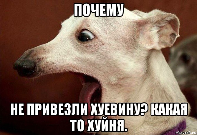 Мемы с собаками