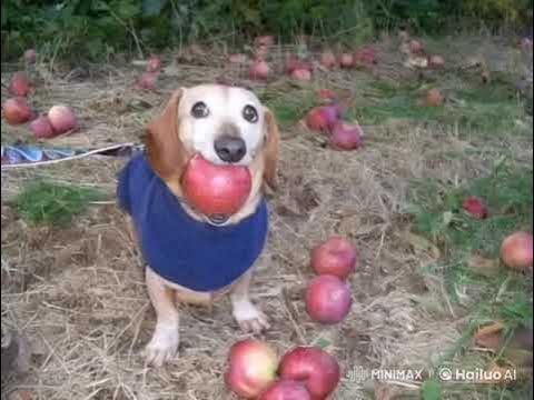 Собака в купальнике