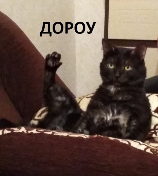 Ну привет кот