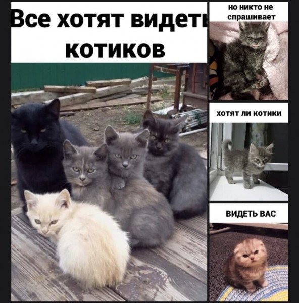 Котики и психология