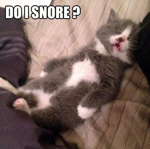 Котик спит смешно