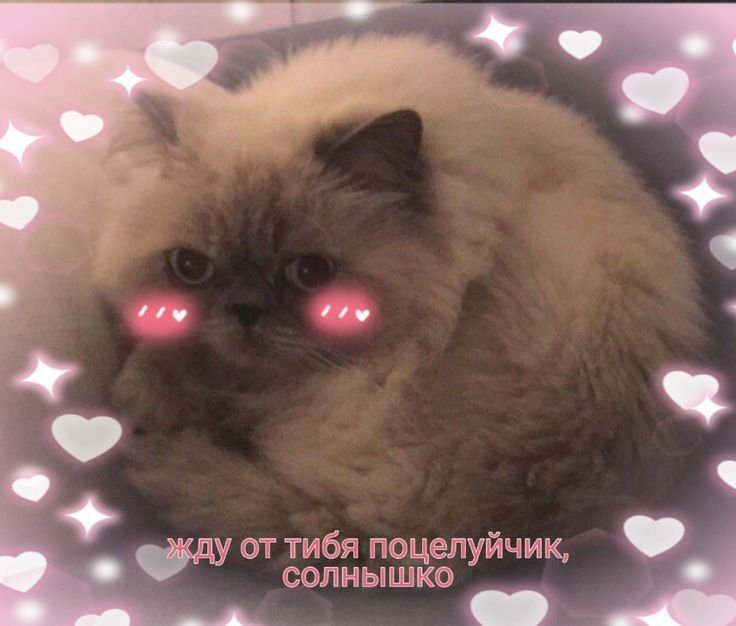 Пушистые котята Мем