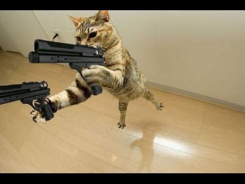 Котик с автоматом