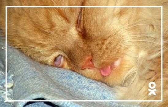 Котенок проснулся