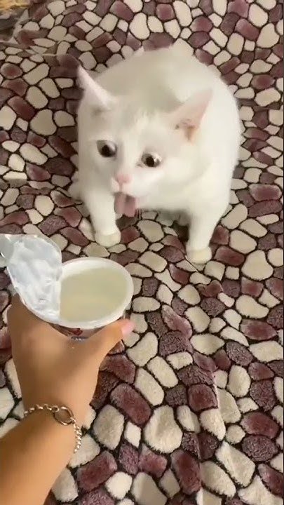 Котик рыгает