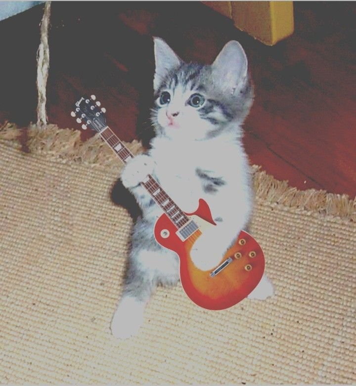 Котик с гитарой
