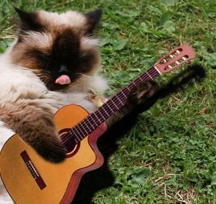 Котик с гитарой