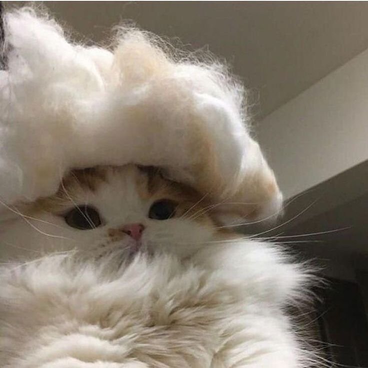 Милые котики