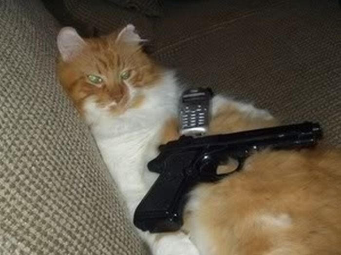 Коты с оружием