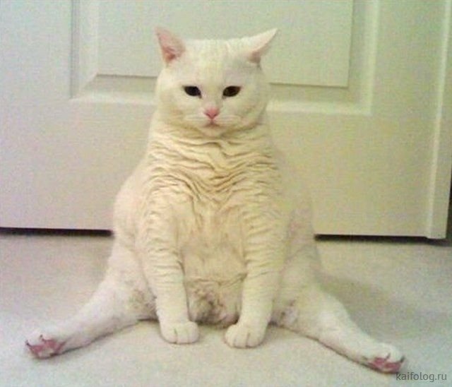 Сидячий кот